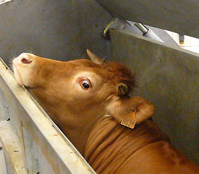 abattoirs1